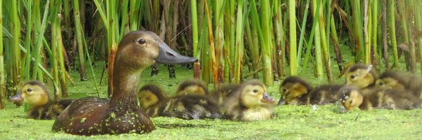 emcbristol Profile Banner