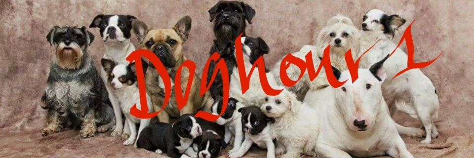 Doghour1's profile banner image