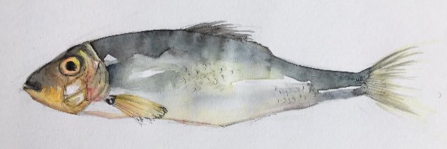 wansteadfish's profile banner image