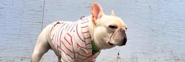 DOG DOES DISCO banner