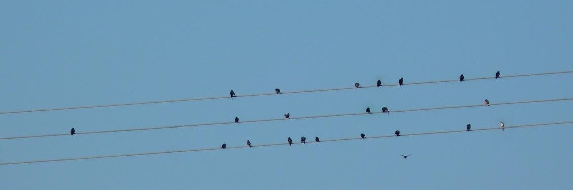 Alex Biryukov banner