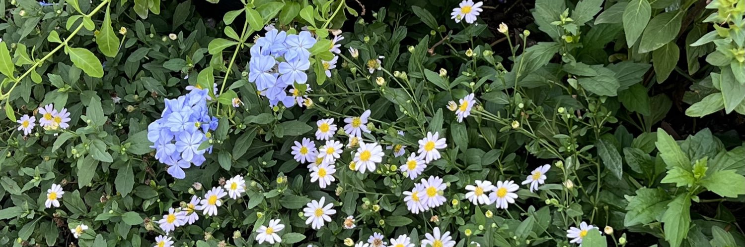 ✿ banner