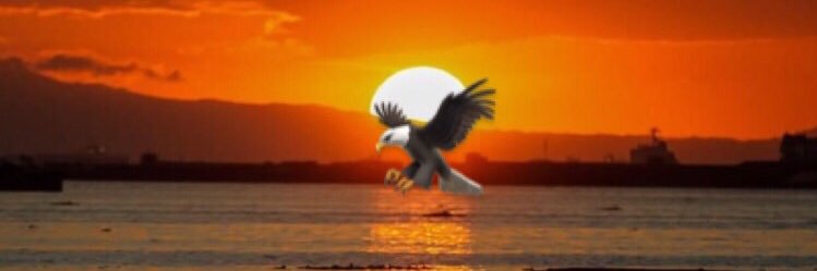 Aleey 🦅 Namoda banner