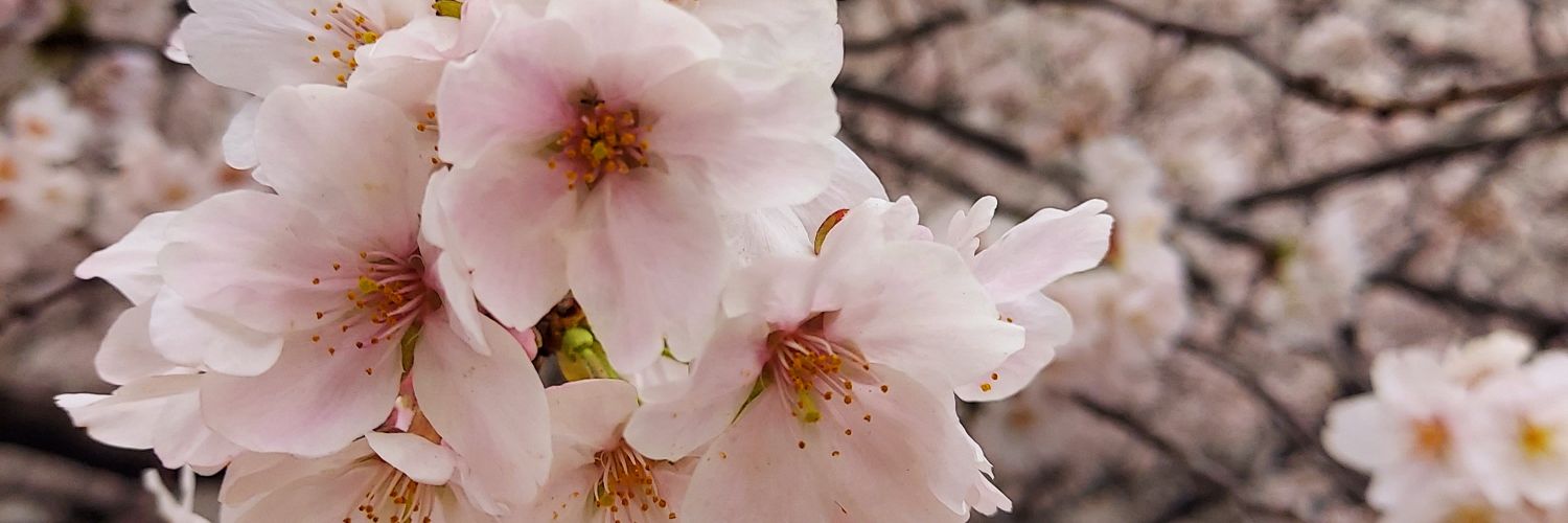 ohanaimua's profile banner image