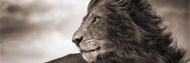 Ftamim's profile banner image