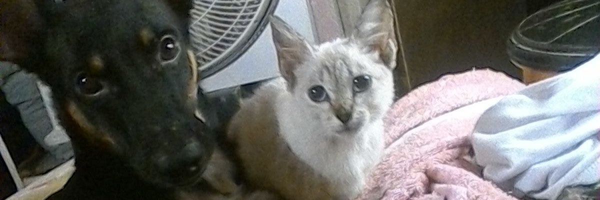 karlapacheco201's profile banner image
