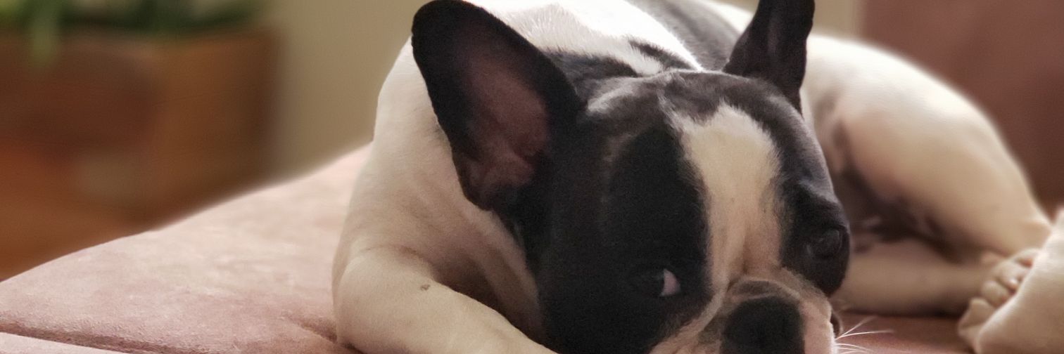 brubruper's profile banner image