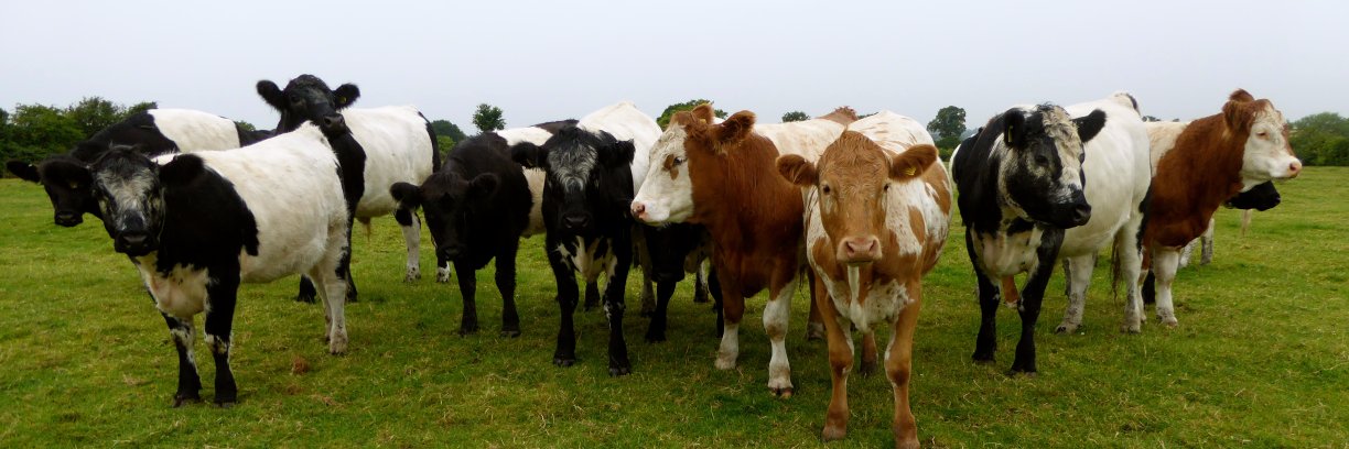 OakesFarmShop's profile banner image