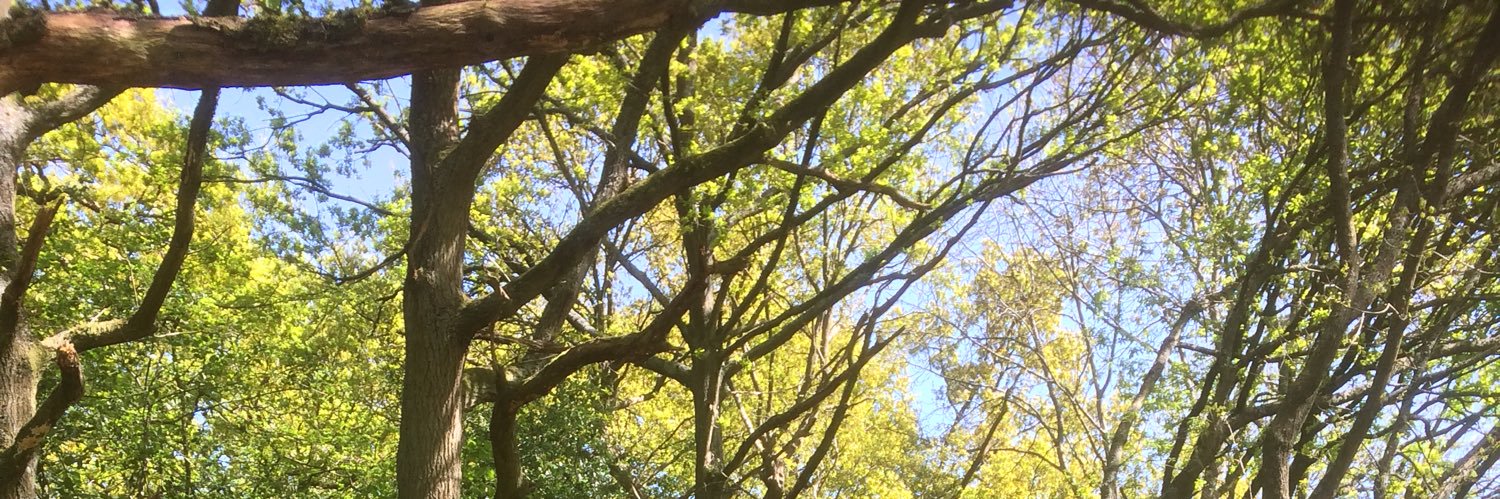 Coileán Ó Laighin banner