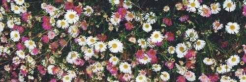 diannabrbgdr's profile banner image