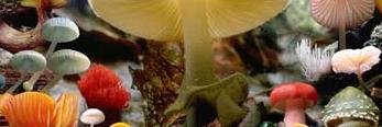 denisemboga's profile banner image