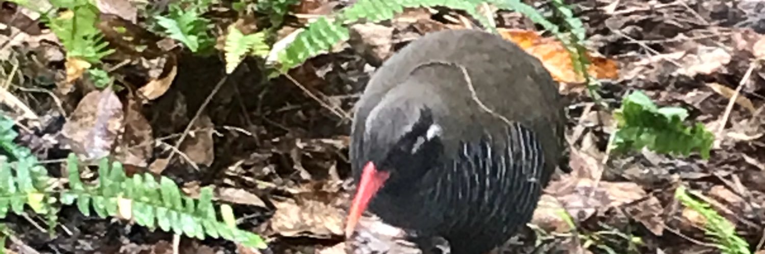 ⭐️バドラビ🏸🐰 banner