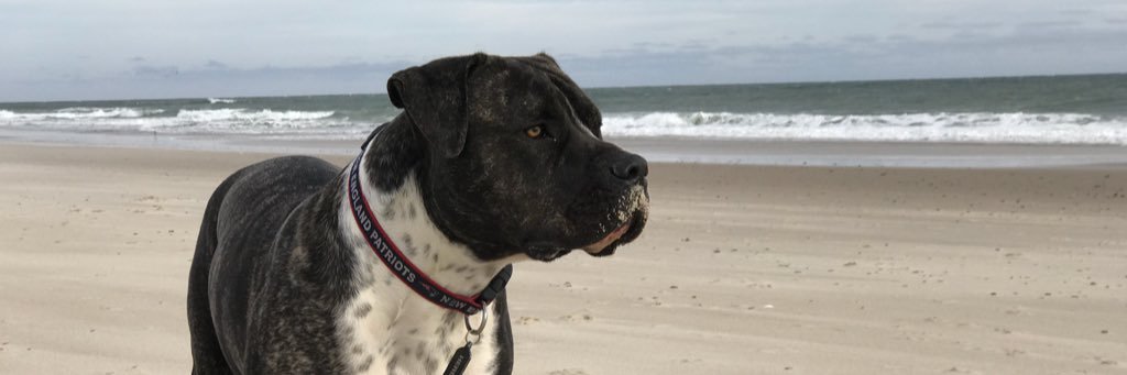 BMossMA's profile banner image