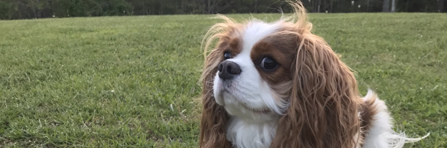 brookebanther's profile banner image