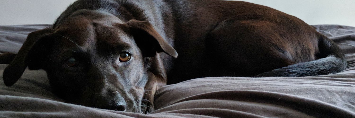 Pamela Clevenger banner