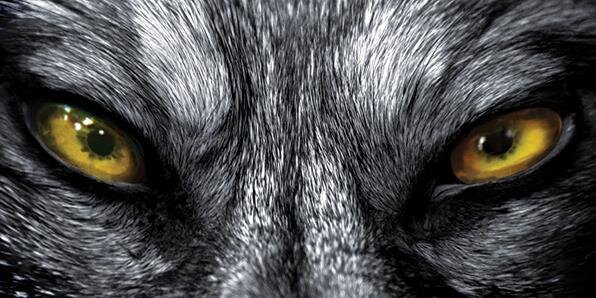 zwolfe's profile banner image