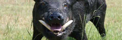 ratbone2791's profile banner image