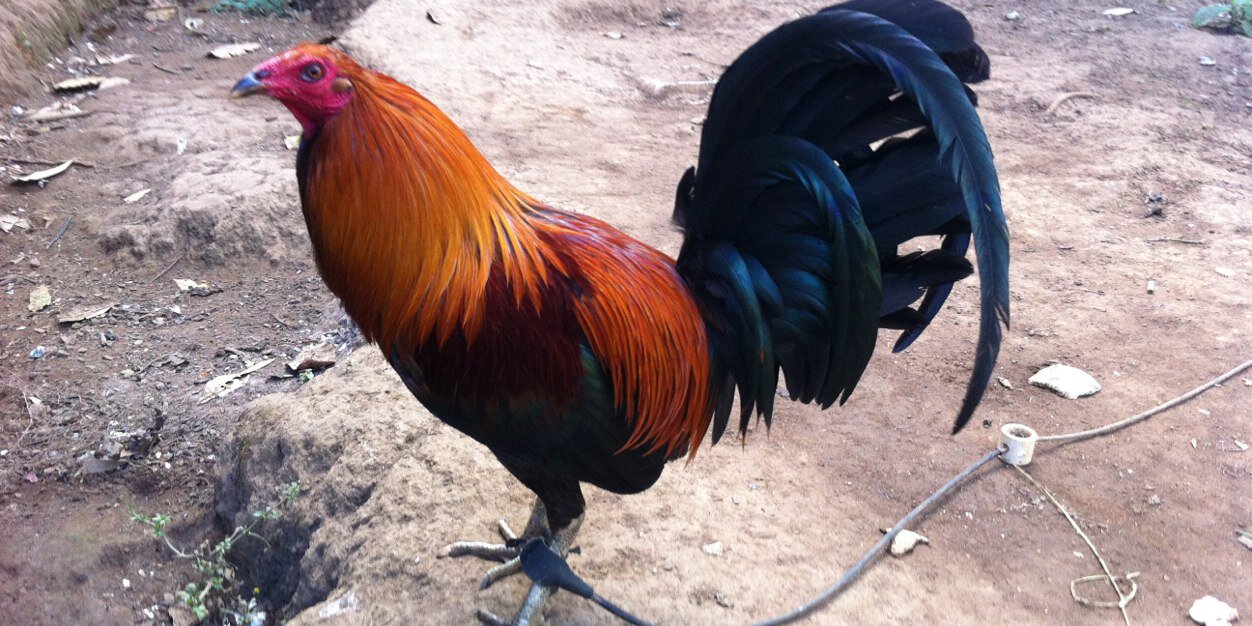 gallofinoo's profile banner image