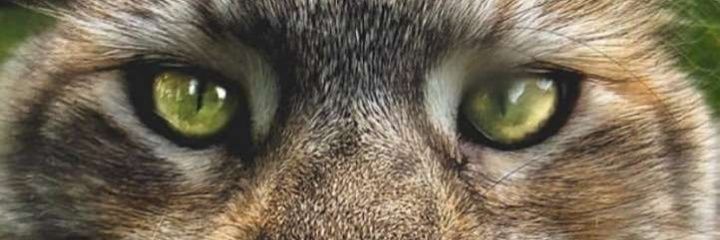 poitosse's profile banner image