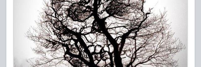 SoileLehti's profile banner image