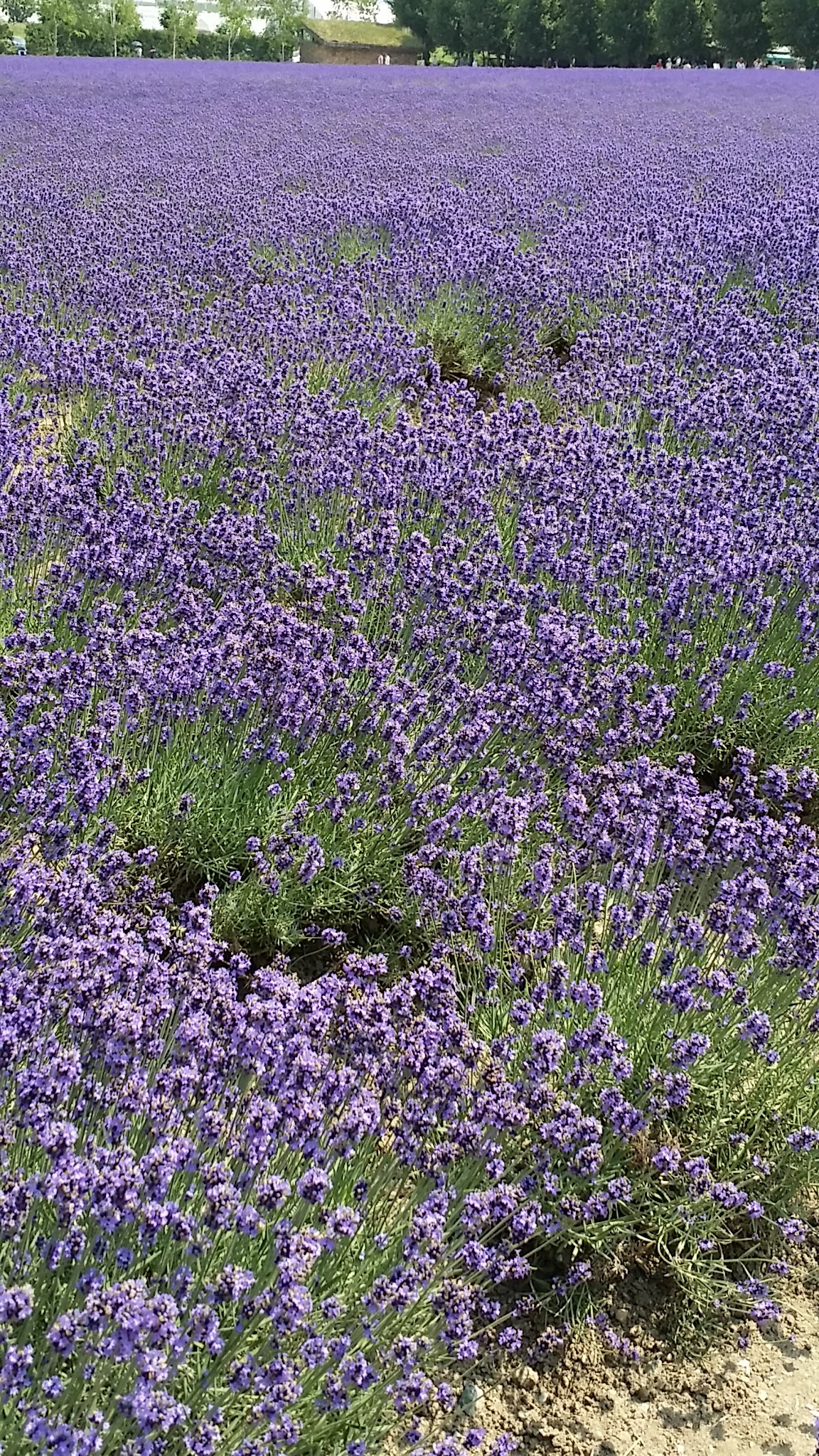 シロちゃん banner