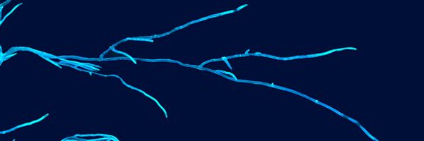 GStringlis Profile Banner