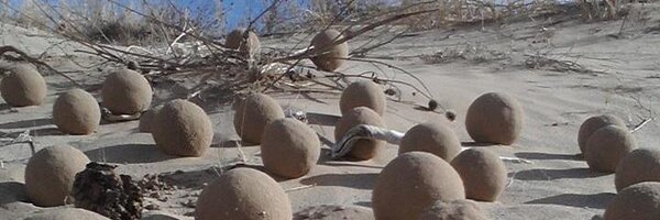 dullhawk Profile Banner