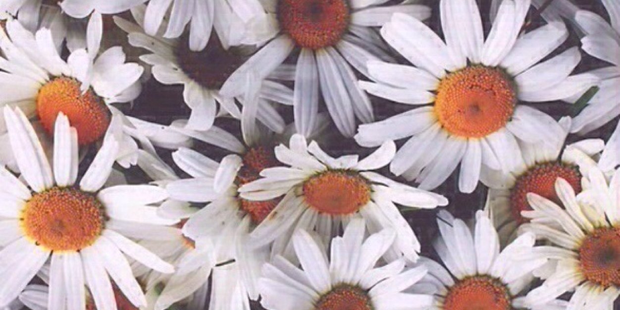 AnoeskaWonder's profile banner image