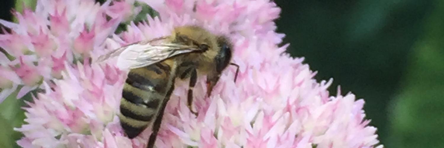 Patty Artzner banner