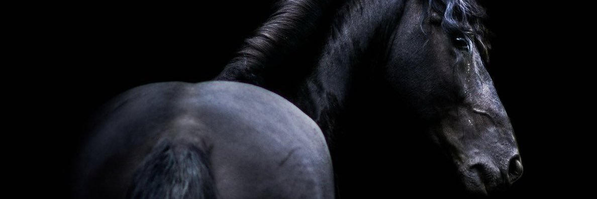 Ravendogs's profile banner image
