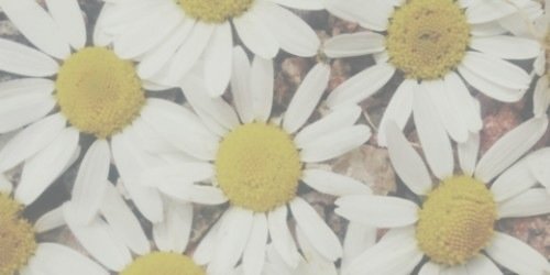 bellaOSH's profile banner image