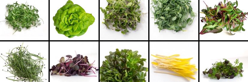 Infinite Harvest banner