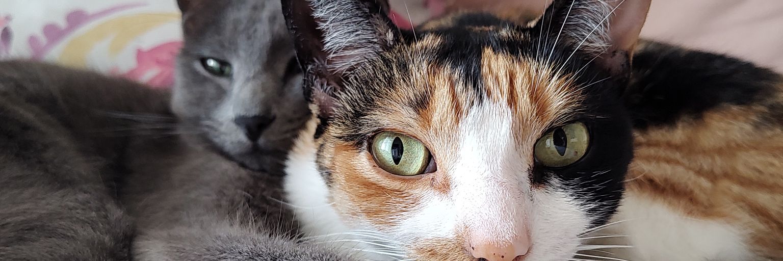 Palomagarnerop's profile banner image
