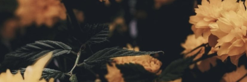 daydreamoonlite's profile banner image