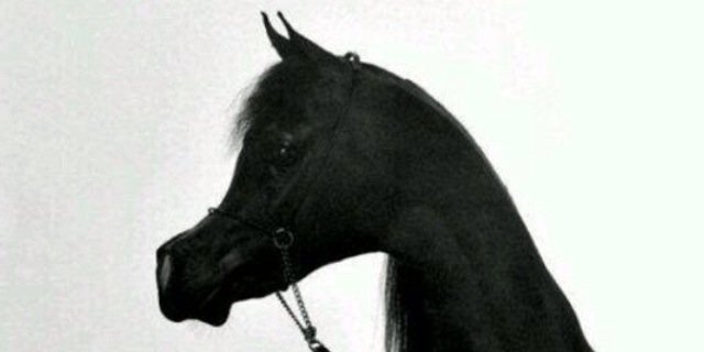 baaaabaaaaba's profile banner image
