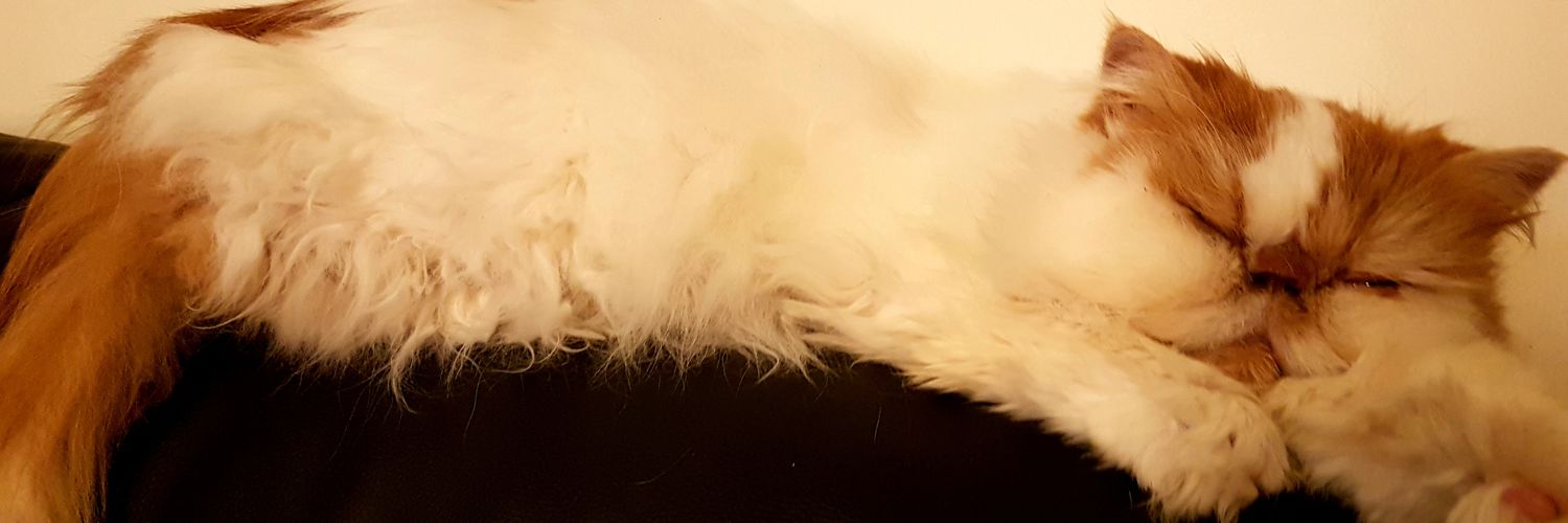 tinakellyx's profile banner image