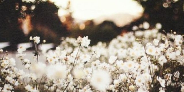 CamDallasHT's profile banner image