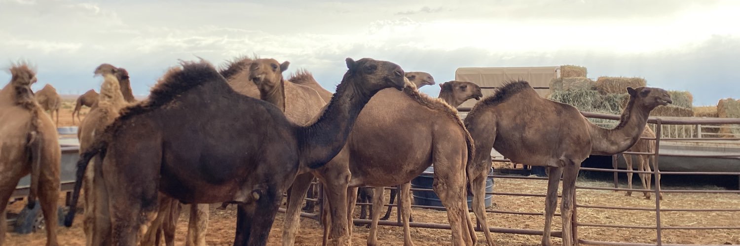 د. طلال محمد الشريكة banner