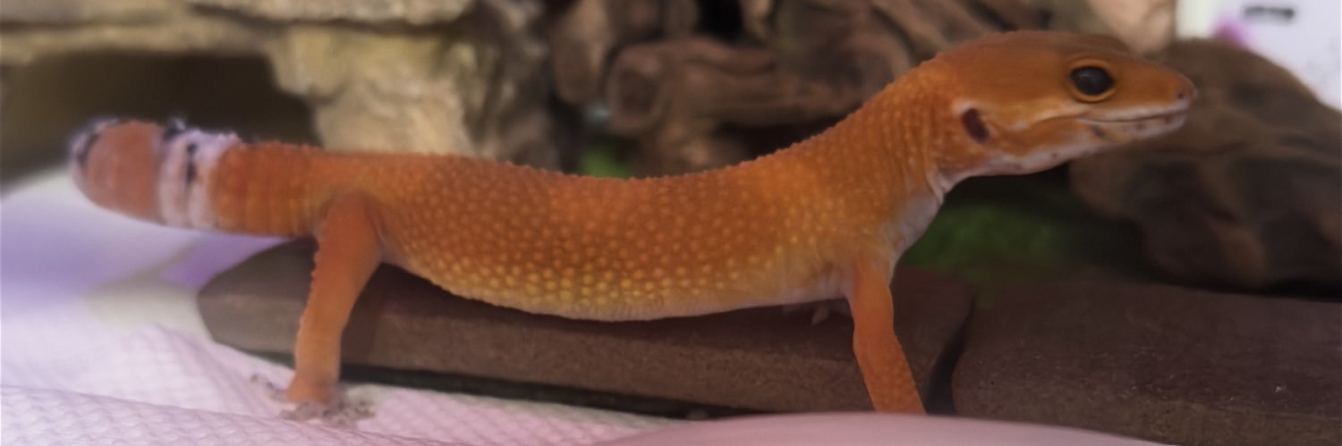 🦎ヒロおじ🌲🤧😷 banner