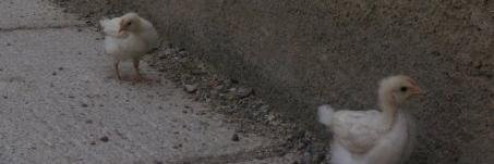 campbese's profile banner image