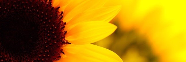 lucyseala's profile banner image