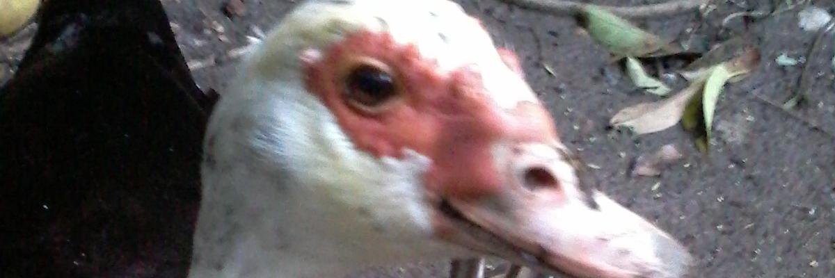 Paranoid Android banner