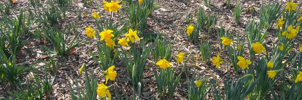 FionaHPatten Profile Banner