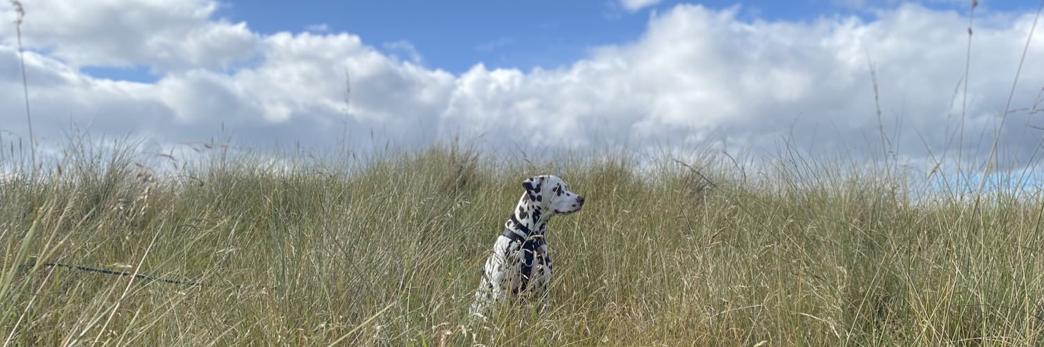 mollydeetz's profile banner image