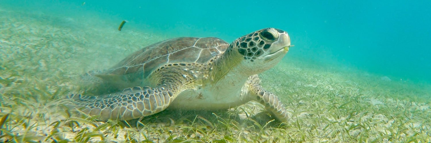 Bryce Hanley✞ banner