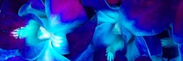 Blenditout's profile banner image