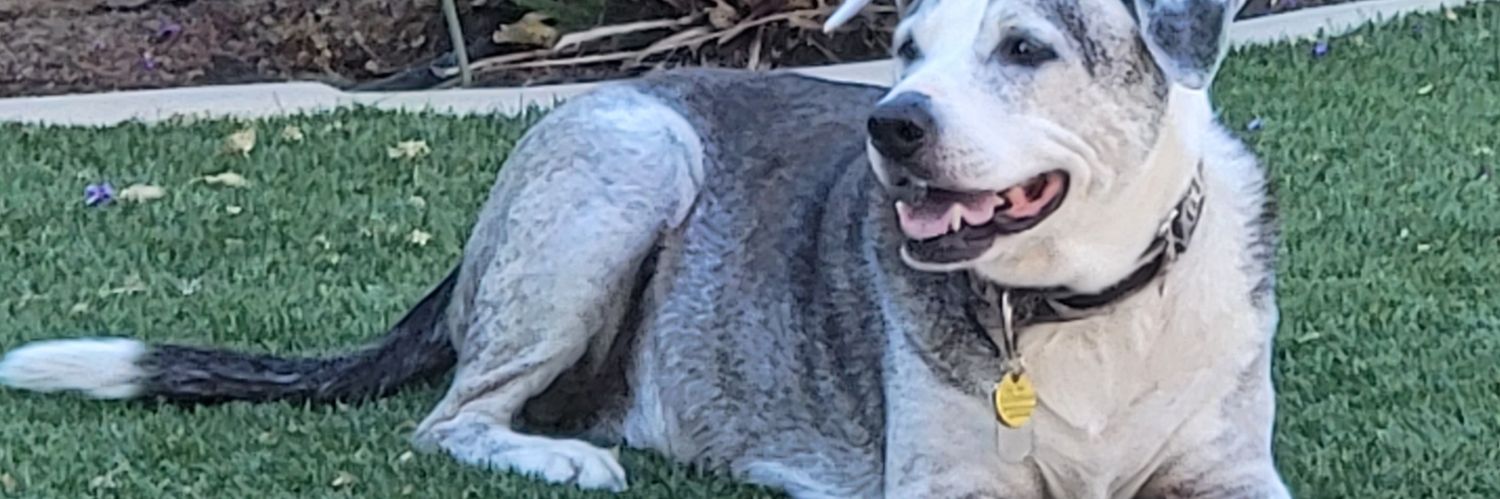 Radical Moderate banner