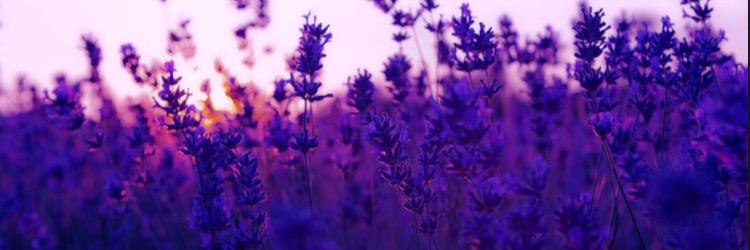 sedd3092's profile banner image