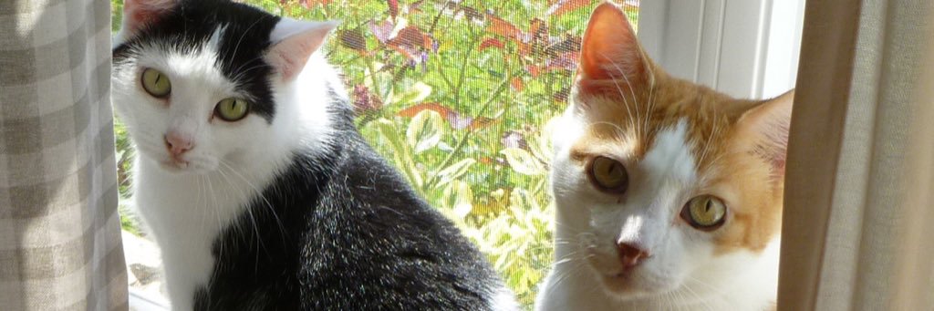 DebbieLG's profile banner image