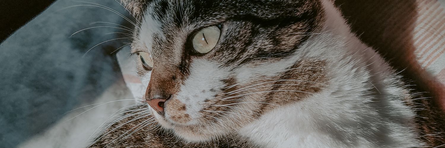 thaisdlisboa's profile banner image